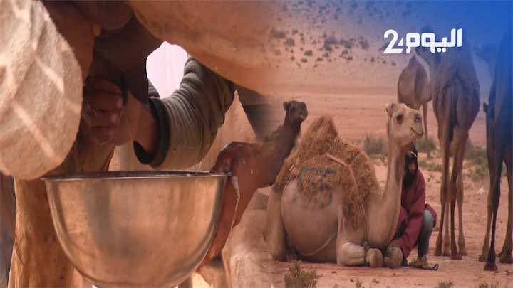 افتتاح "موسم طانطان".. مسابقة لحلب الإبل ومليون سنتيم للفائز - فيديو