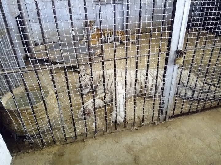 نمر يلتهم يد طفلة بحديقة بالجزائر