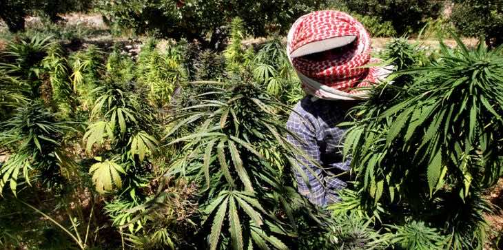 البرلمان اللبناني يستعد لتشريع زراعة الحشيش