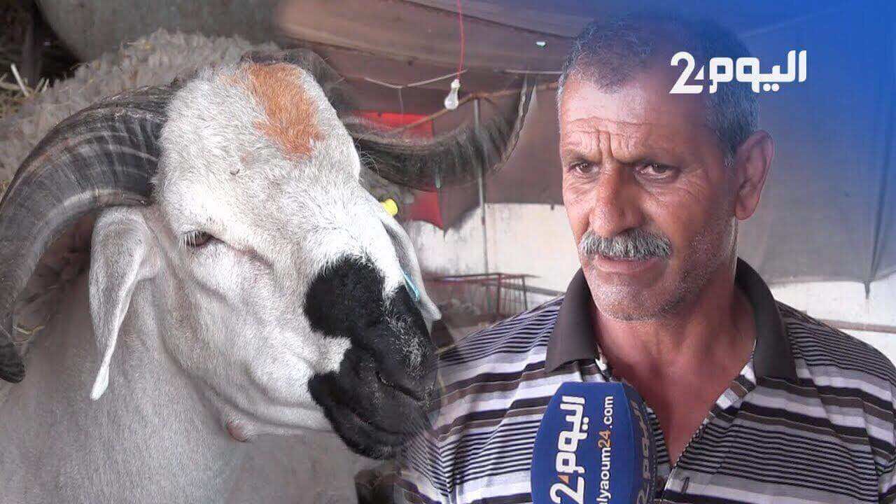 أسعار الأكباش ب"رحبة مديونة" من 1500 إلى مليون سنتيم..وكساب: لا خوف من التعفن هذا العام-فيديو