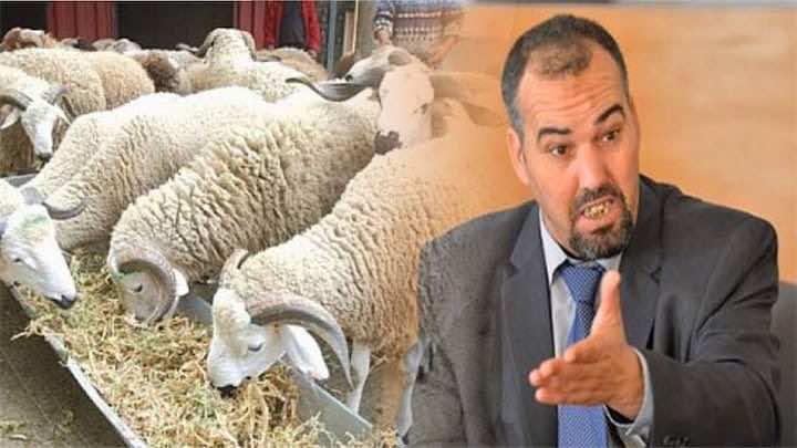 بعد جدل "أكباش" البرلمانيين.. برلماني يخرج عن صمته: هذه هي الحقيقة!