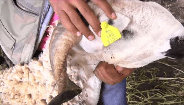 "ONSSA" يوصي المغاربة بشراء أضاحي العيد المرقمة.. وهذه طرق التأكد من الأضحية السليمة