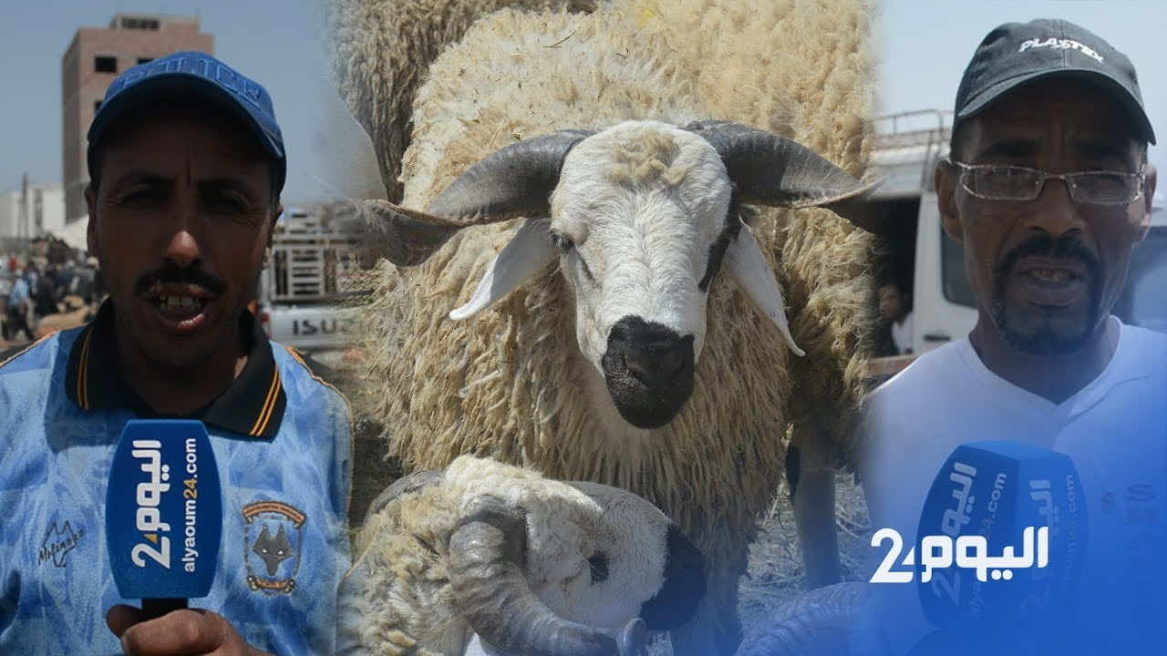 خلافا لتطمينات أخنوش.."الحولي" اختفى من الأسواق ليلة العيد  والأسعار "اشتعلت"!