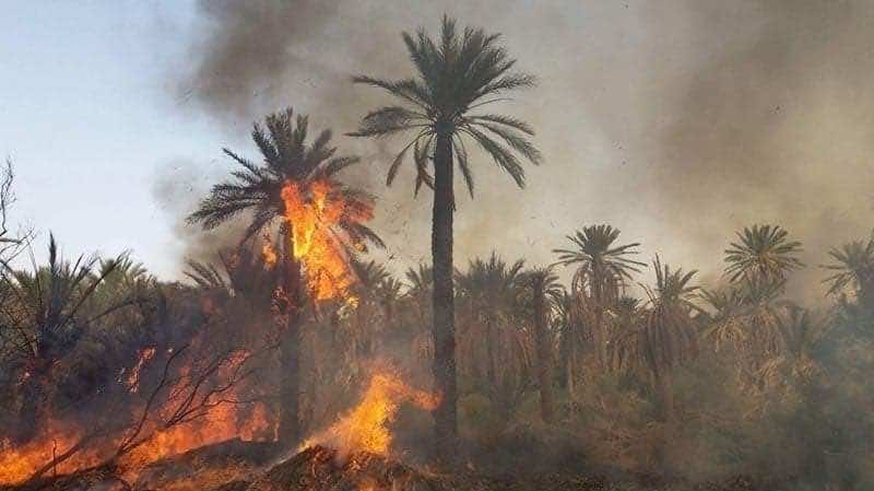 النيران تحول عشرات النخيل في تزنيت إلى رماد