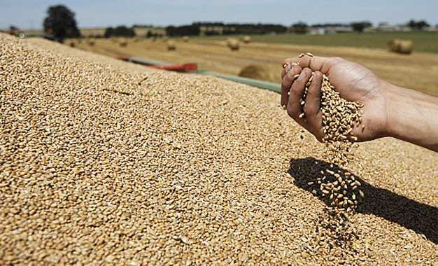 المغرب يطرح مناقصة دولية لشراء 354 ألف طن من القمح الأمريكي
