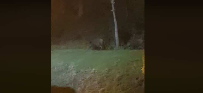 خنازير بريّة تتجول بمقربة من كورنيش المضيق