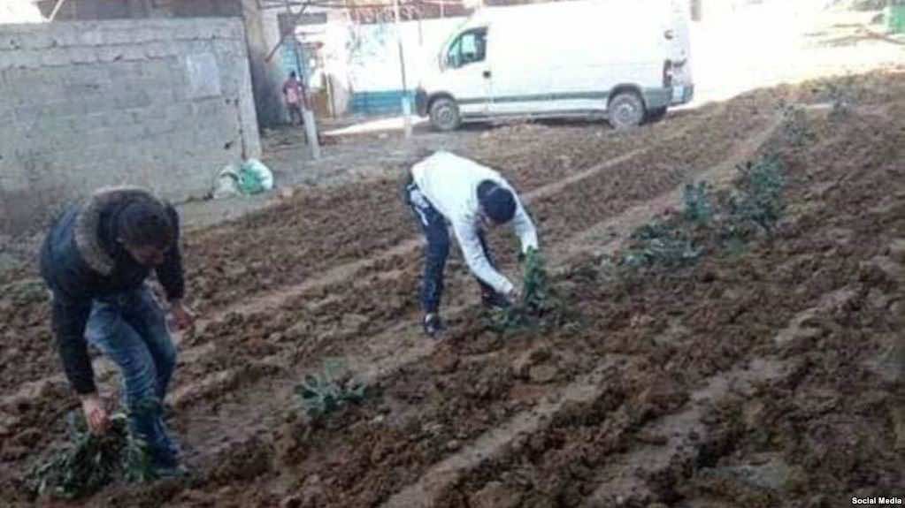 زرع مواطنين لـ"البطاطس" في شارع مهمل..رئيس جماعة ميسور يخرج عن صمته: القضاء بيننا!