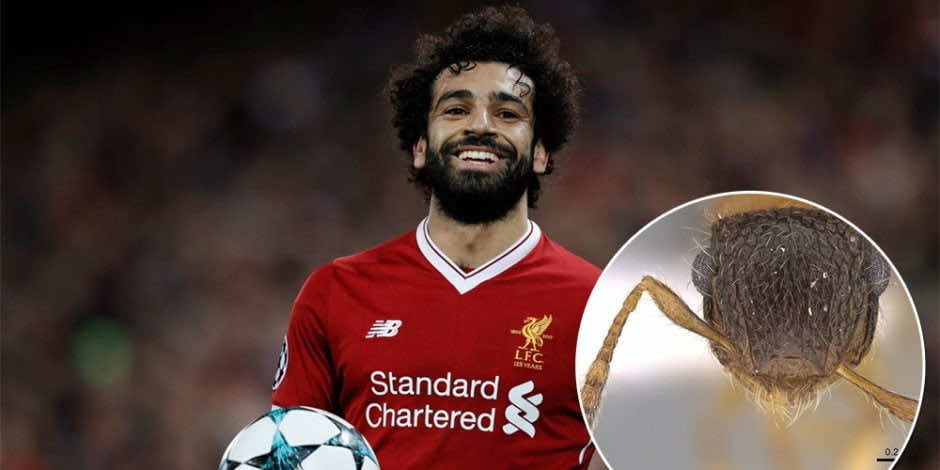 طريف.. عالم مصري يكتشف نملة محمد صلاح