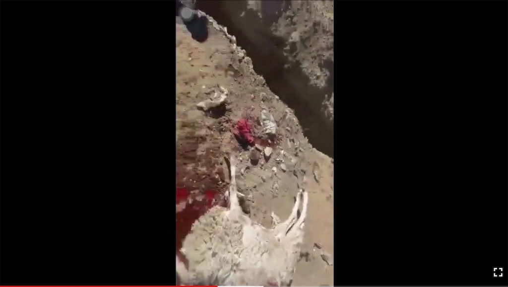 "الوشق" يكثف هجوماته الليلية بإقليم الراشيدية.. والساكنة تستغيث -فيديو