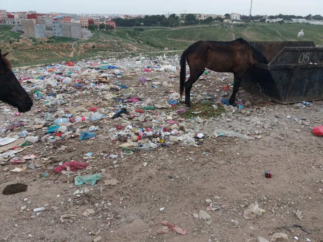 معاناة أهل "الشعبة.. يقيمون قرب إقامة "العامل" ويعشيون مع الأفاعي ويفتقدون قنوات الصرف الصحي-صور