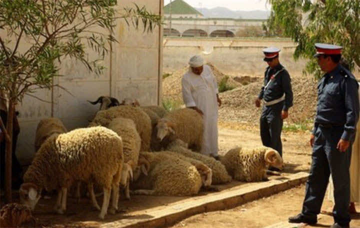 مثير.. اعتقال مستشار جماعي متلبسا بسرقة المواشي 