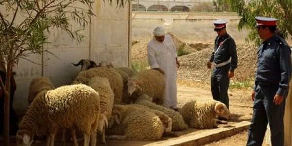 رعاة يستنفرون درك العرجات بحثا عن قطعانهم المسروقة