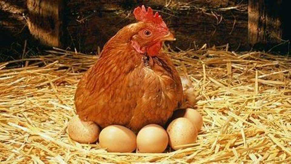 سرقة دجاجة في "شعبانة".. ثلاثة شبان يواجهون السجن لـ10 سنوات
