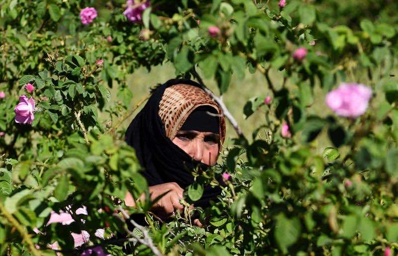 استثمار المغرب في الورود.. إرتفاع الإنتاج من 2500 طن سنويًا إلى أزيد من 33 ألف طن