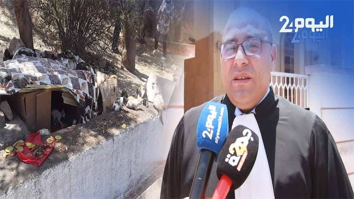 سابقة في تاريخ القضاء المغربي.. النيابة العامة تقبل ملتمسا للبت في قضية قتل 40 قطًا حرقًا في آسفي -فيديو