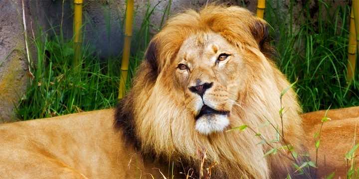 حديقة "كرومر".. استنفار بعد هرب 14 أسدا بشكل جماعي