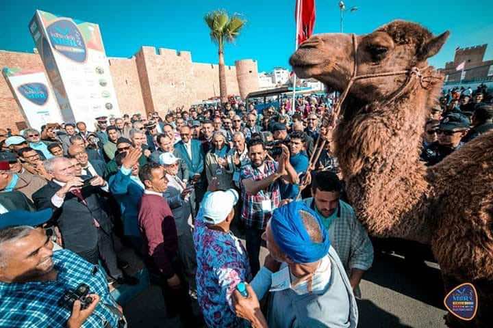 طقوس غريبة في مهرجان للبحر في آسفي.. ذبح "جمل" واهداؤه قربانا لـ"السيد بُوزكري"