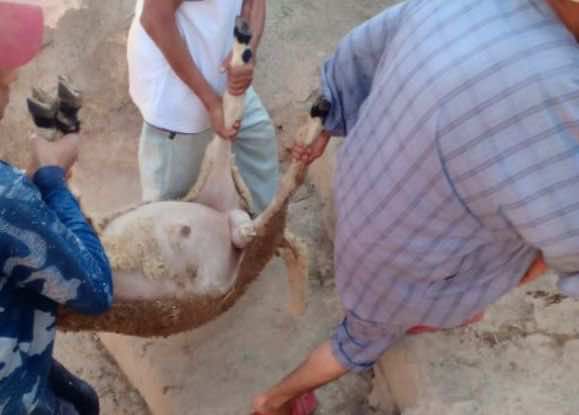 الحوز.. نفوق عدد كبير من رؤوس الأغنام بسبب شربها "مياها مسمومة"
