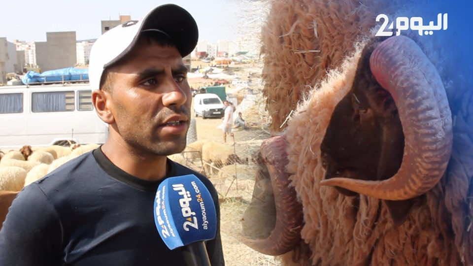 كساب: ارتفاع ثمن أضحية العيد سببه مرض نادر.. والمغاربة يفضلون أكباش هذه المنطقة-فيديو