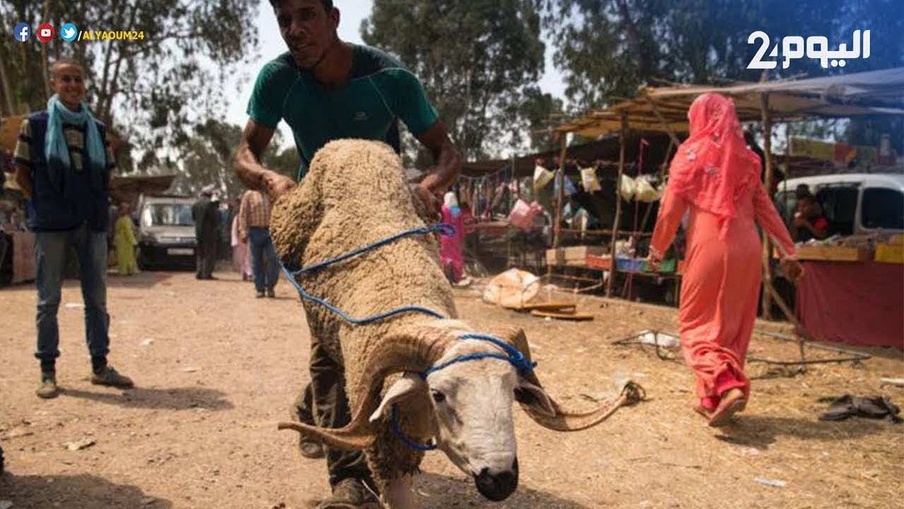 أزيد من 14 ألف جزار في جهة الدارالبيضاء ينتظرون إعلان الداخلية الإجراءات المصاحبة لعملية ذبح أضاحي العيد