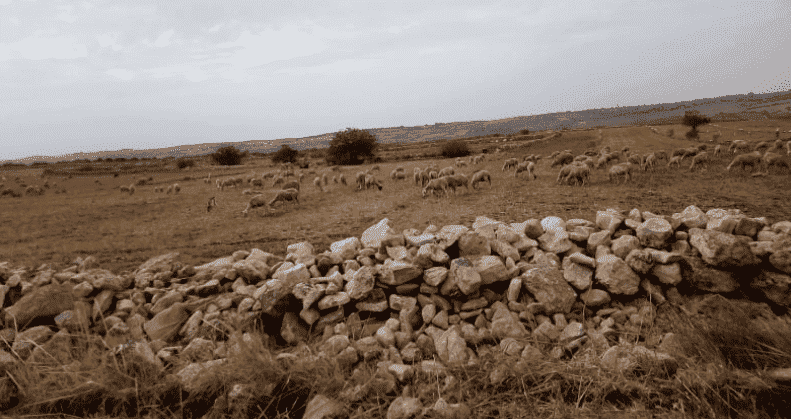 الرّعاة الرّحل يقتحمونَ أراضٍ فلاحية ضواحي آسفي تابعة لمخطط "المغرب الأخضر"..وتخوفات من اندلاع مواجهات