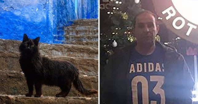 تحقيق- قط مسعور يُنهي حياة شخصين.. الأول في المغرب والثاني في بريطانيا-التفاصيل