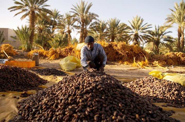 «البيجيدي» يقاطع معرض عزيز أخنوش للتمور