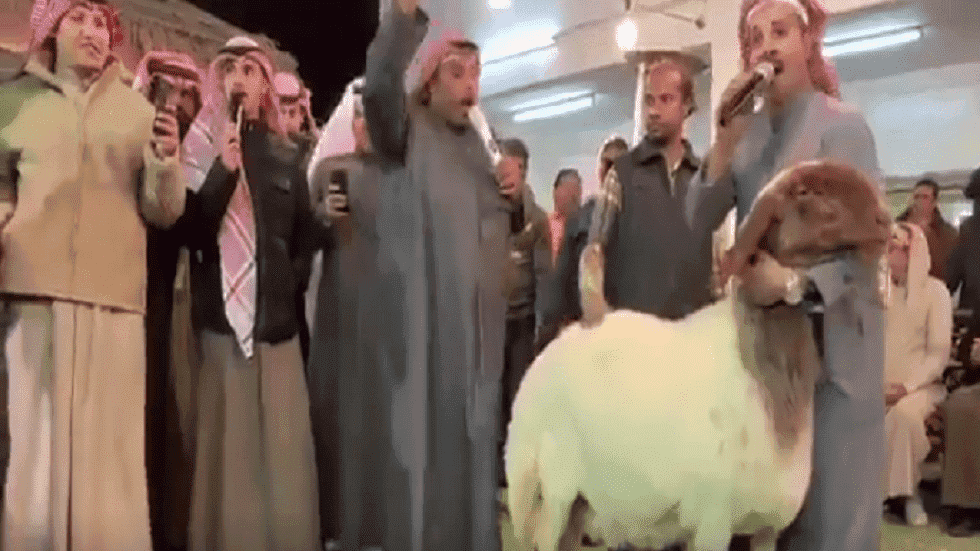 الكويت.. نعجة بثمن خيالي تثير استغراب نشطاء على مواقع التواصل الاجتماعي-فيديو