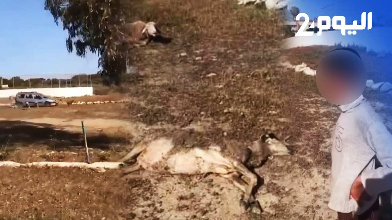 محكمة بنسليمان تقضي بسجن الفرنسي داهس قطيع الغنم شهرا نافذا وغرامة مالية