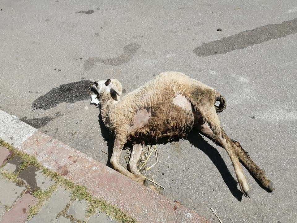 مجهولون بالفحص أنجرة يسممون رؤوس أغنام وقطط والساكنة تطالب بفتح تحقيق