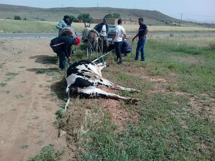قلق في صفوف فلاحي جرادة بسبب نفوق أبقار في ظروف غامضة - صور