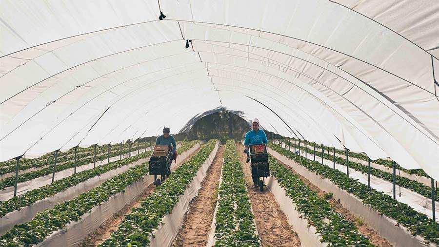 إسبانيا تقترح إخضاع العاملات المغربيات لتحليل كورونا من أجل تسهيل ترحيلهن إلى المغرب