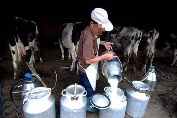 تداعيات الجائحة.. منتجو الحليب: حجم الخسارة كبير والشركات الكبرى تهمش الفلاح الصغير
