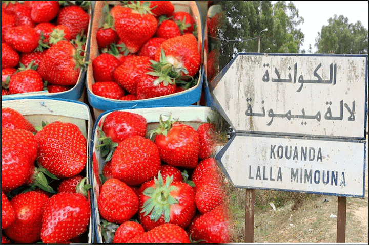 أغلب المصابين في بؤرة «لالة ميمونة» في حالة جيدة