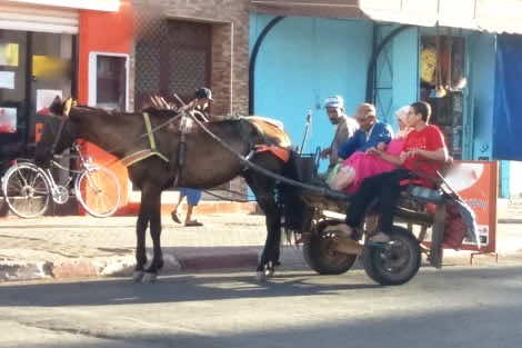العربات المجرورة بالدواب تثير استياء البيضاويين والسلطات تباشر عملية مصادرتها
