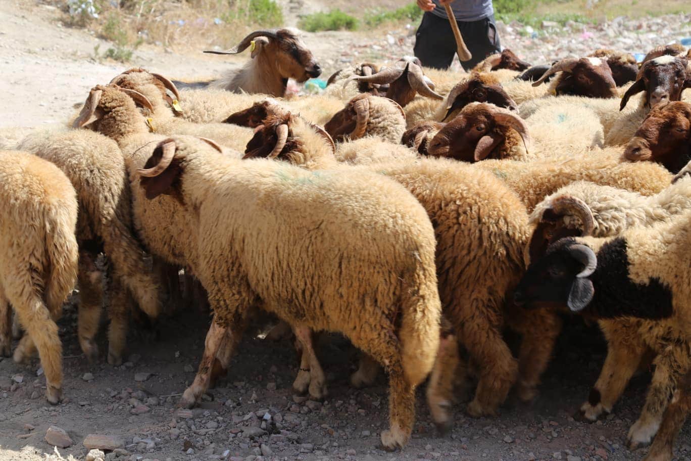 وزير الفلاحة: أجرينا 3300 عملية مراقبة وأحدثنا 573 سوقاً لبيع الأضاحي وحررنا 10 مخالفات
