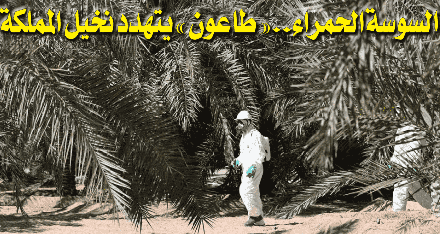 السوسة الحمراء.. «طاعون» يتهدد نخيل المملكة وشبهات "تطبيعية" تلاحق "أونسا"