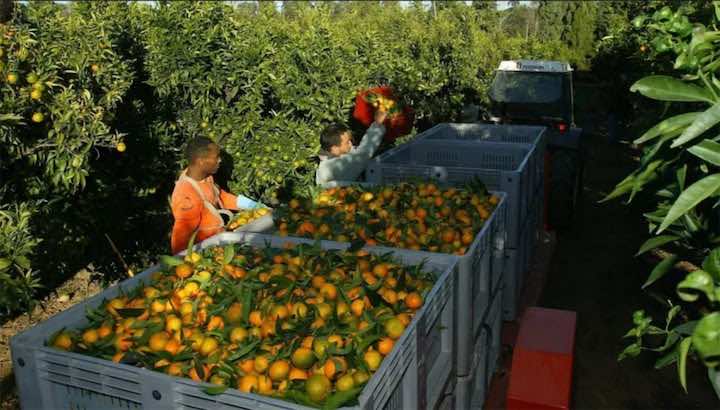 خوفا من ضياع محصول "الكليمونتين" في كورسيكا.. فرنسا تستعين بأكثر من 900 عامل مغربي