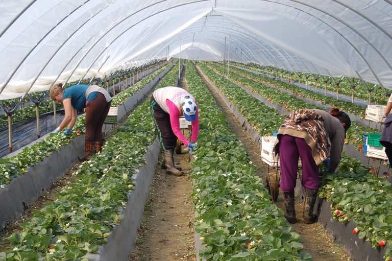 اتصالات بين المغرب وإسبانيا لتسهيل التحاق العاملات المغربيات بحقول الفراولة