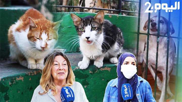 جمعية في طنجة تعتني بالحيوان تستقبل 5000 حيوان كل سنة.. ورئيستها: كورونا قللت من نسب الدعم - فيديو