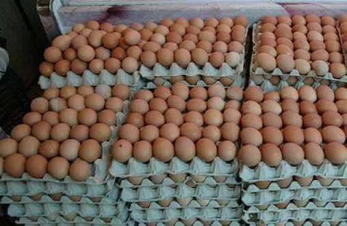 الجراري: ارتفاع أسعار البيض "غير مبرر" والسبب يرجع إلى تجار التقسيط