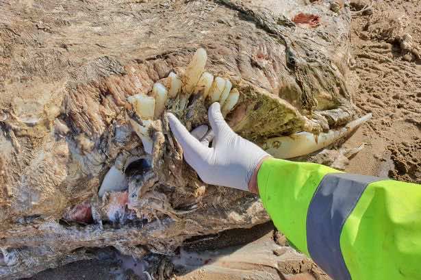 طوله 7 أمتار ووزنه 4 أطنان.. مخلوق بحري غامض يحير العلماء