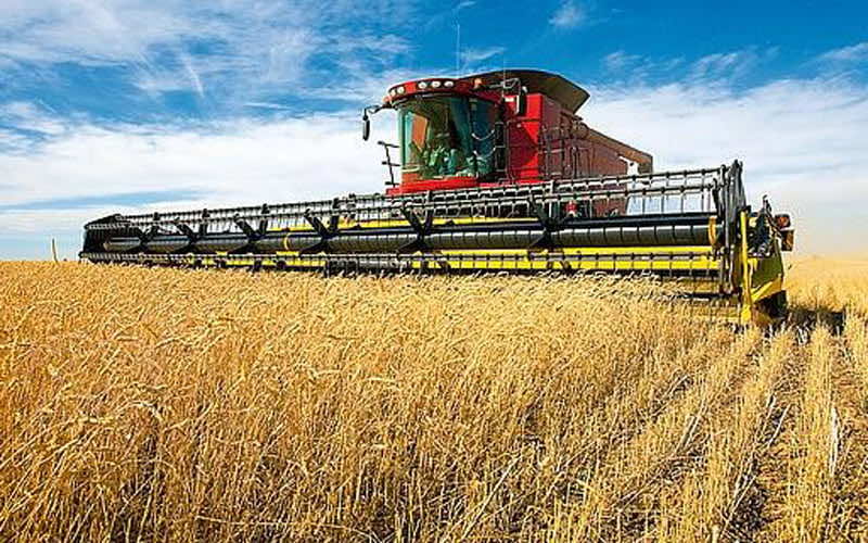 موسم فلاحي بين الأفضل خلال 10 سنوات..  توقع 98 مليون قنطار من الحبوب