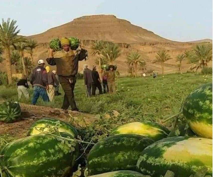 جمعويون يطالبون بمنع الزراعات المهددة لـ"الأمن المائي" في طاطا