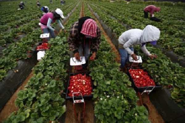 المغرب يستجيب ويقبل بترحيل 170 عاملة من حقول الفراولة الإسبانية