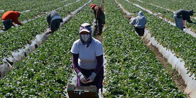 عاملات فلاحيات مغربيات يطالبن بإجلائهن من إسبانيا