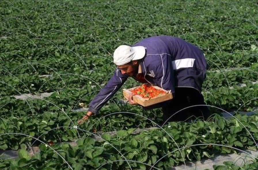 انطلاقا من اليوم.. إسرائيل تسمح لقطاع غزة بتصدير منتجاته الزراعية