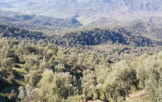 حقول الزيتون في مواجهة شح السماء.. فلاحون يستغيثون