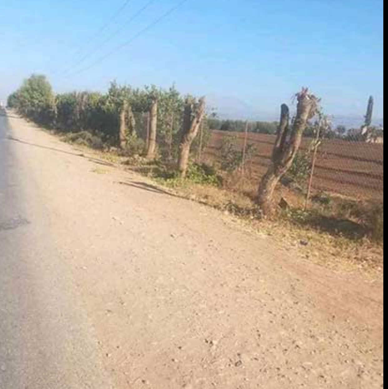 انتقادات لرئيس جماعة قطع أشجارا