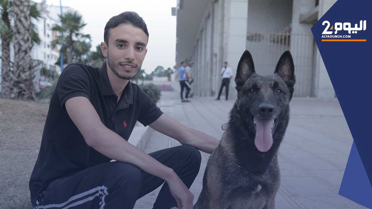 التدريب والترويض.. هواية "محاسب" يخصص جزء كبير من يومه للكلاب -فيديو-